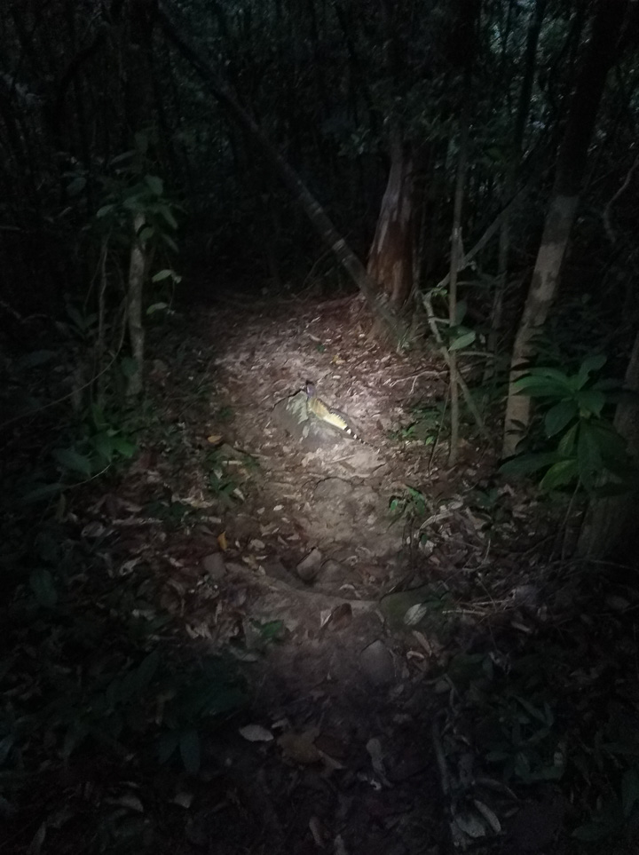 Ca. 1m langer Echserich