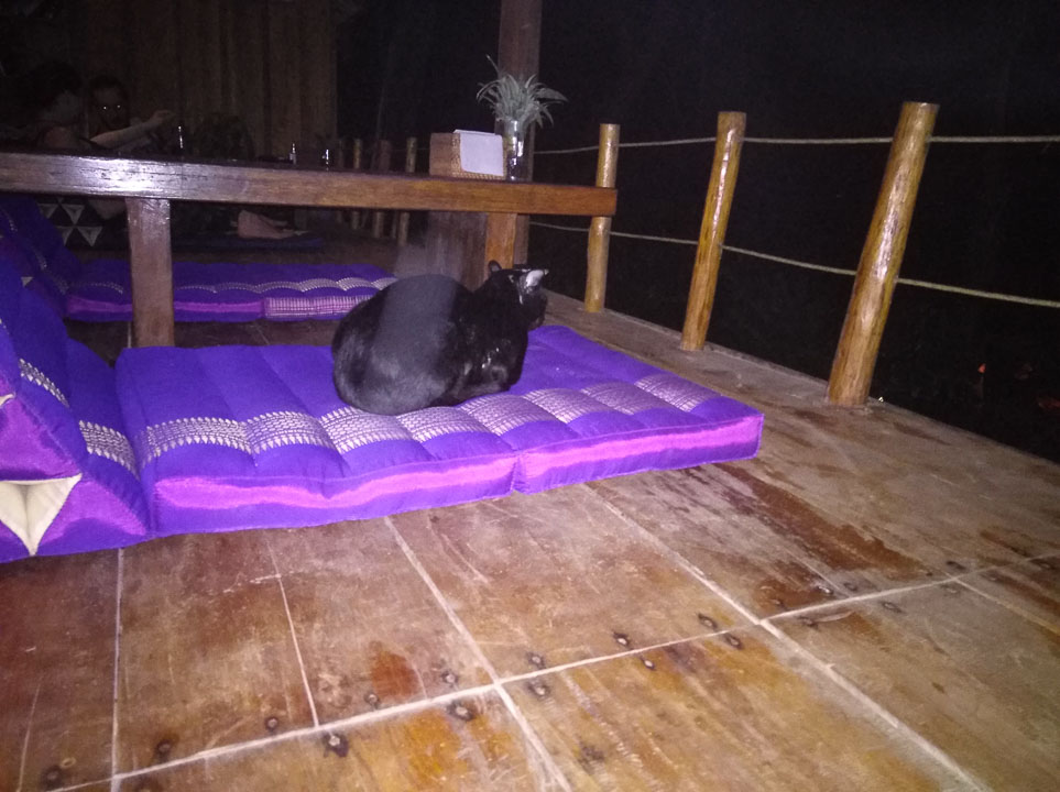 Mein einziges Bild von Pezi