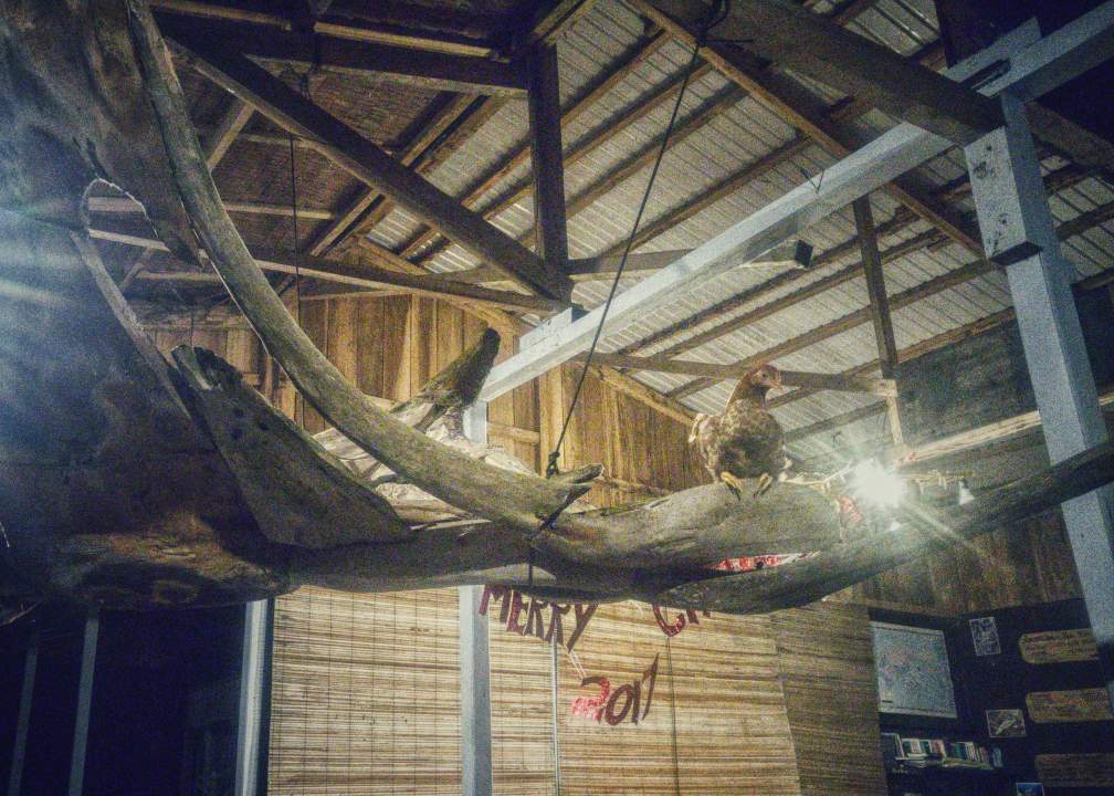 Unser liebstes Haushuhn. Es schlief am liebsten unter der Decke des Restaurants. Mittlerweile aufgegessen.