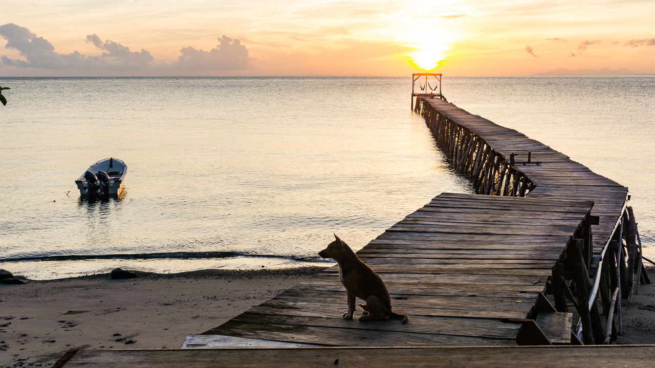 Morgenstund hat Hund am Pier