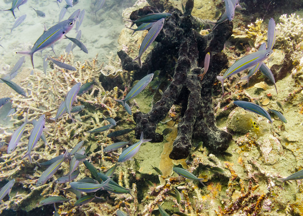 Klare Sicht im Aquarium