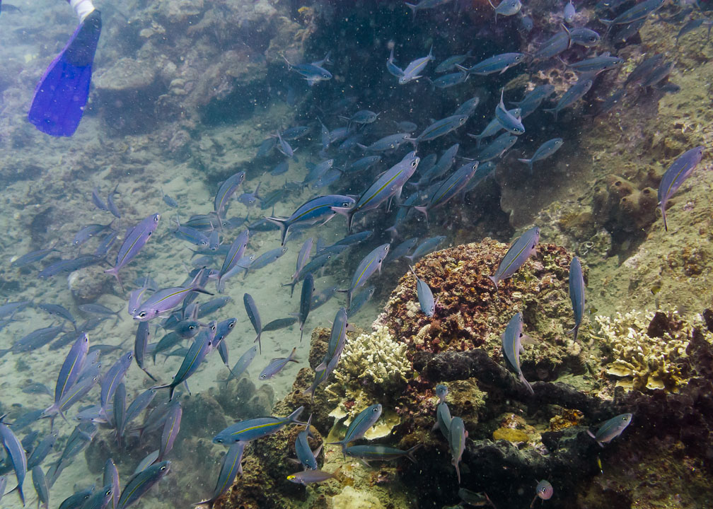 Klare Sicht im Aquarium