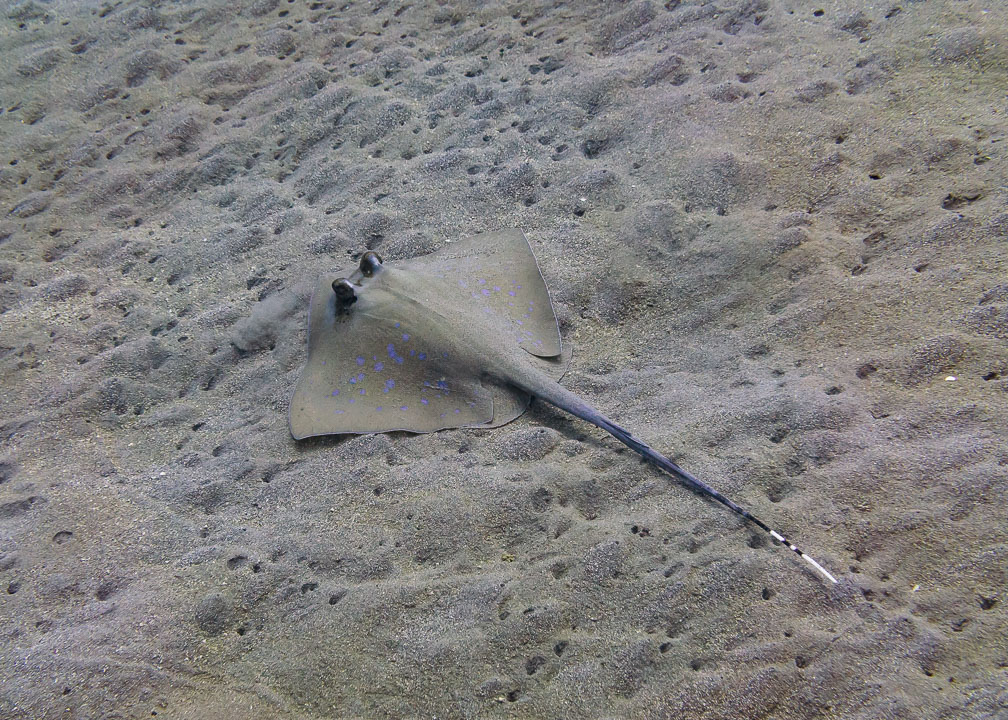 Und auch Blue-Spotted Stingrays