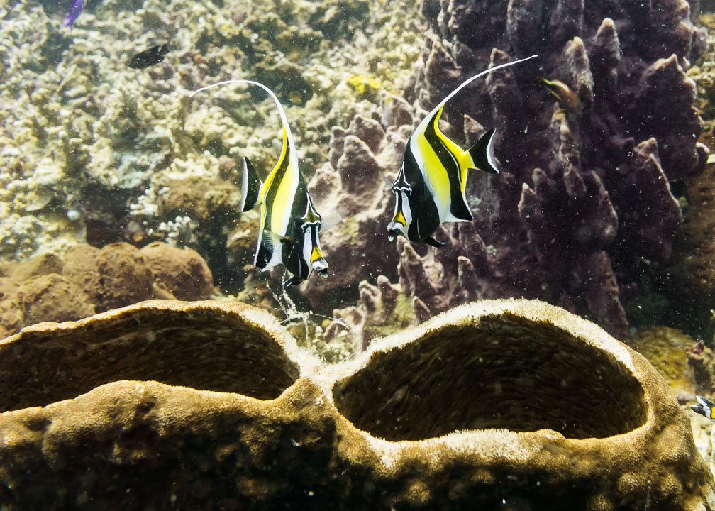 Moorish Idols
