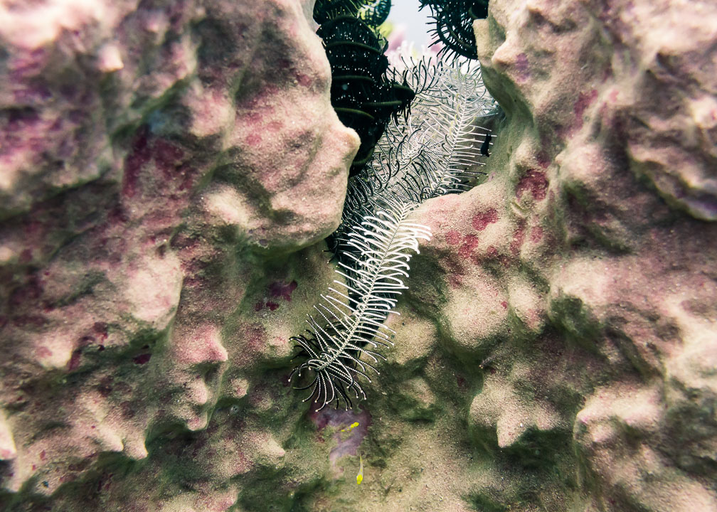 Extraordinary Feather Star