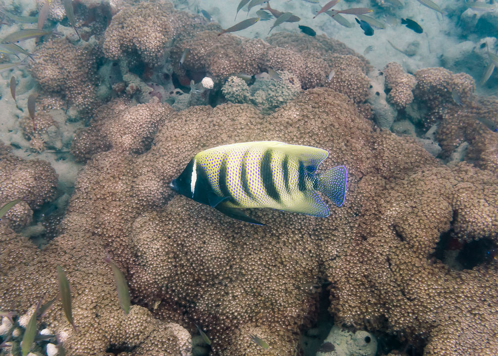 Six-Banded Angelfish