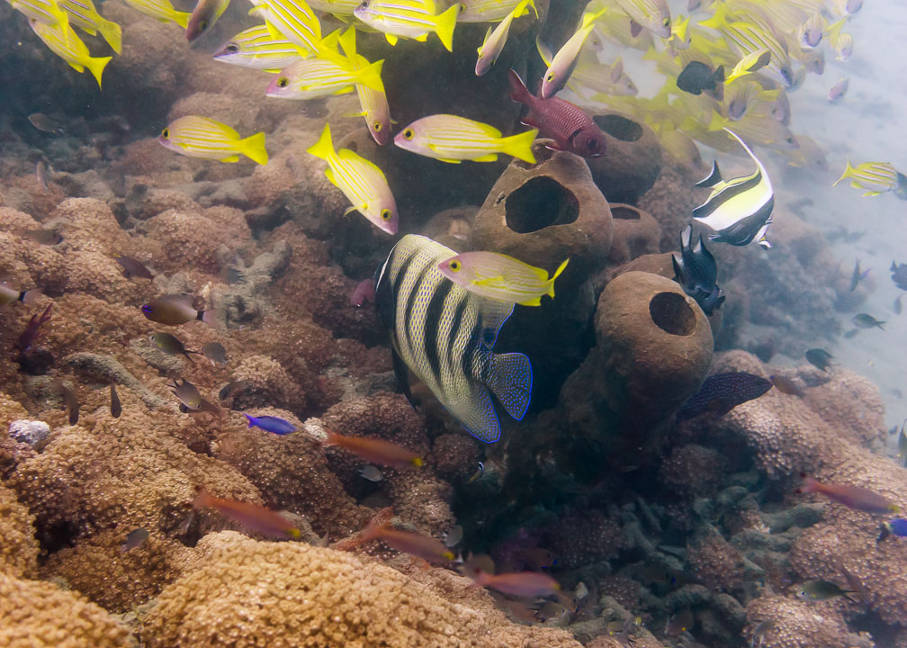 Six-Banded Angelfish