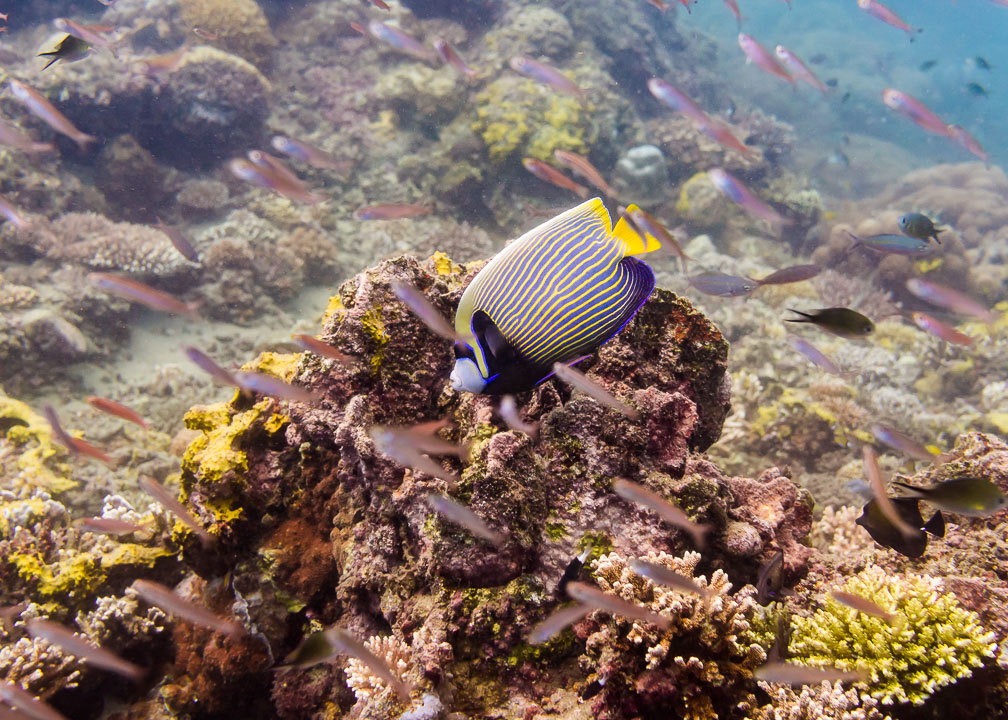 Emperor Angelfish