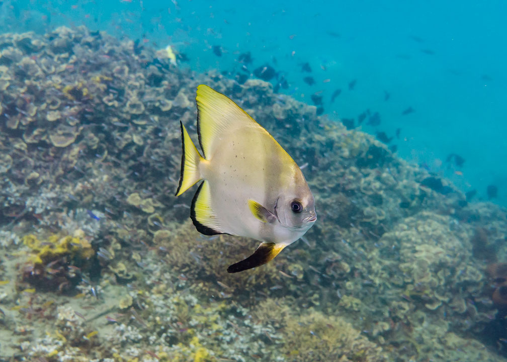 Golden Spadefish