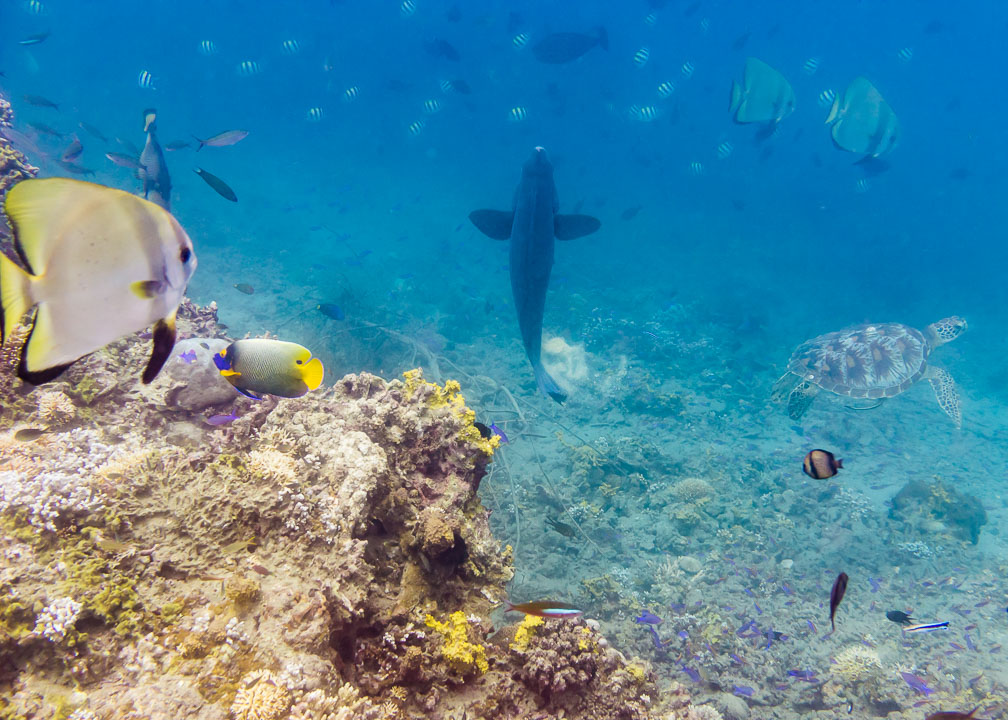 The One-Picture-Has-It-All