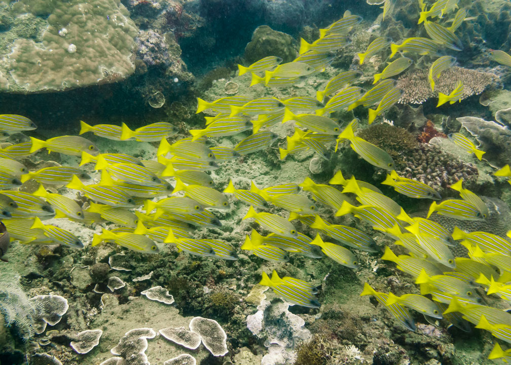 Fiveline Snapper Schule