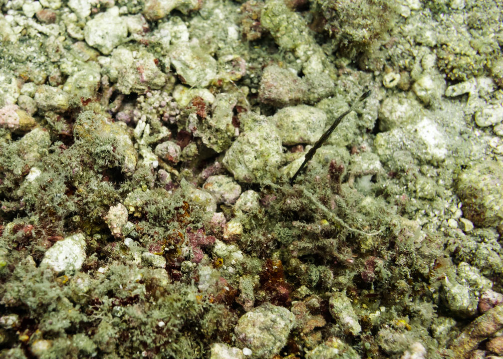 Thin Ghostpipefish (das schwarze Blatt)