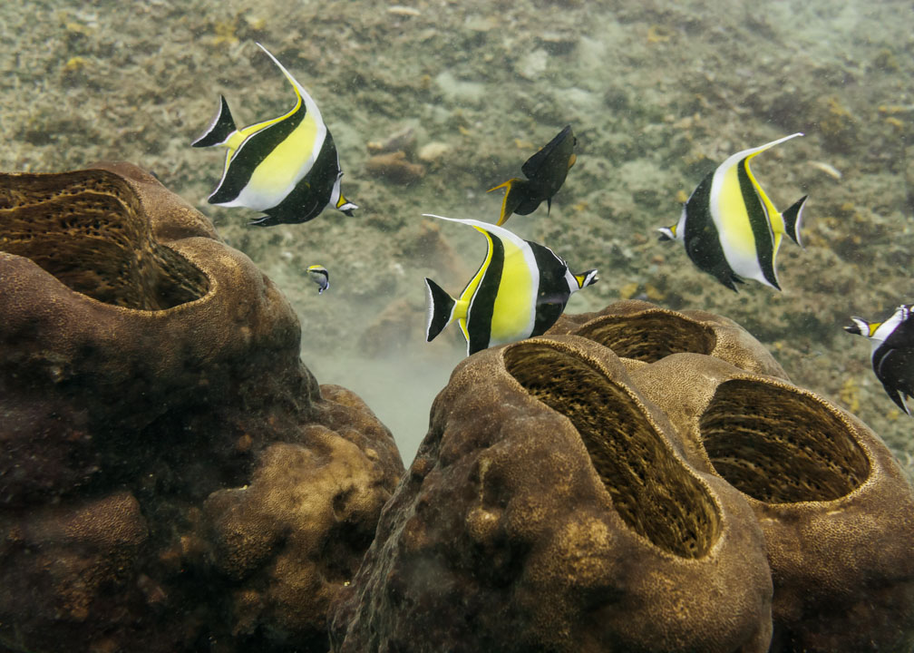 Moorish Idols