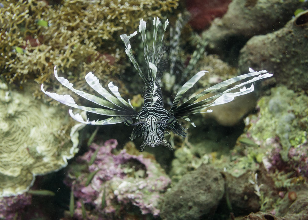Lionfish
