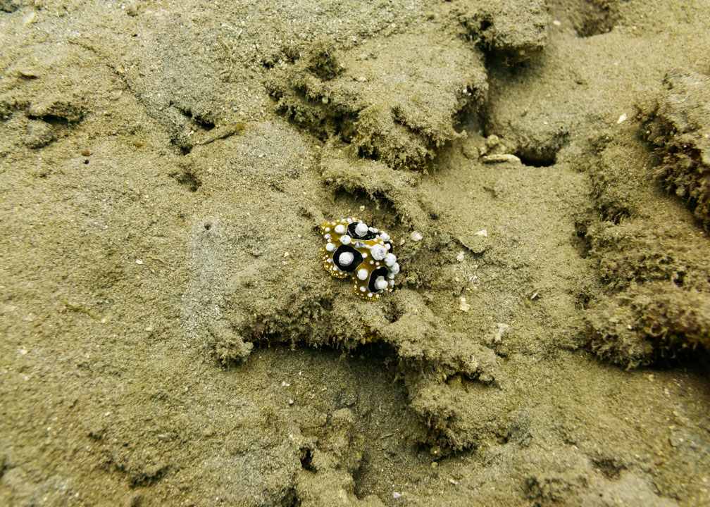 Phylidia ocellata curvier nudibranch