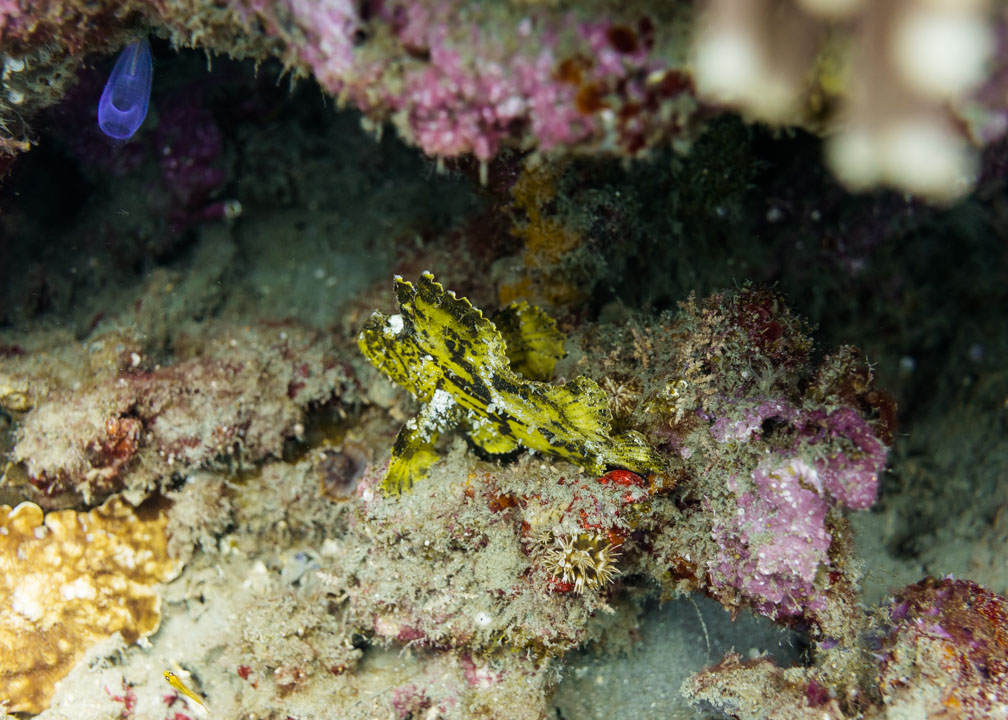 Leaf Scorpionfish