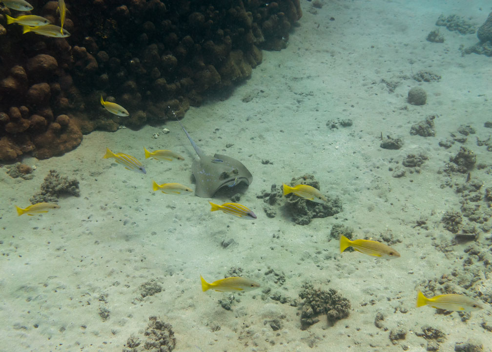 Bluespotted Stingray