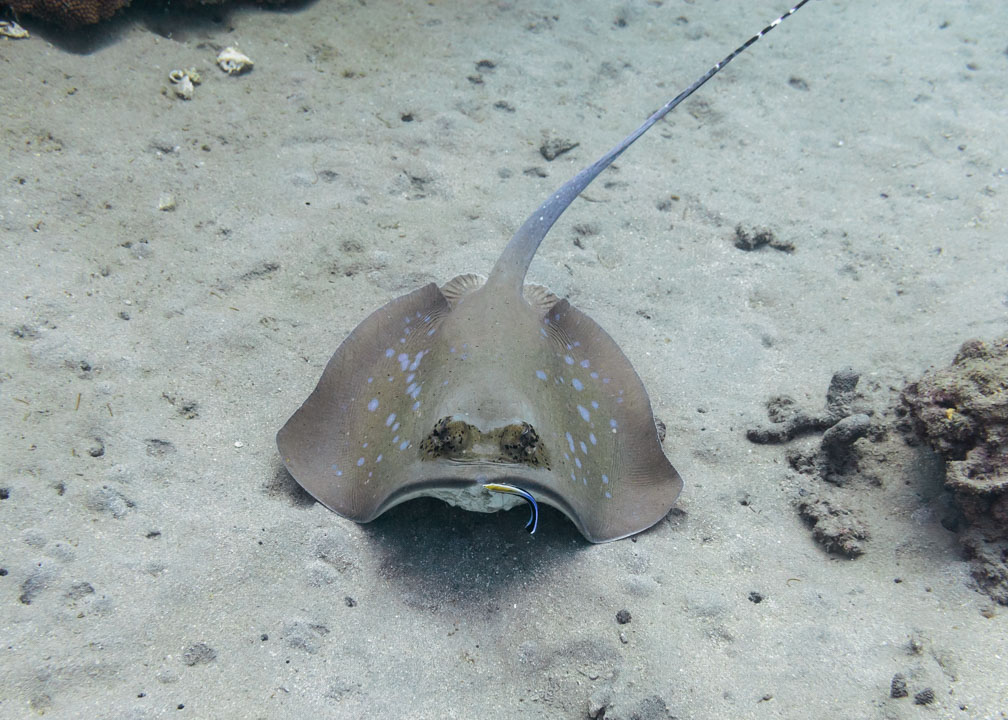 Bluespotted Stingray