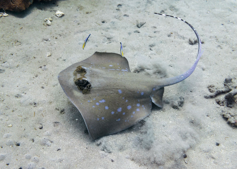 Bluespotted Stingray