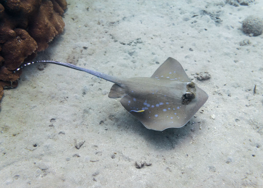 Bluespotted Stingray
