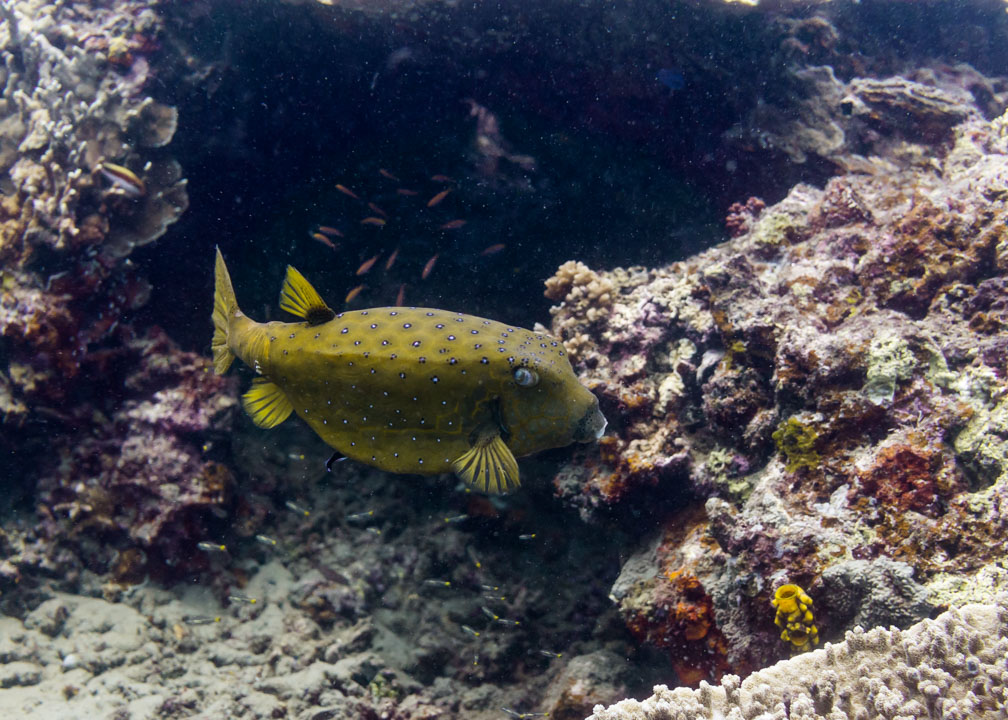 Yellow Boxfish