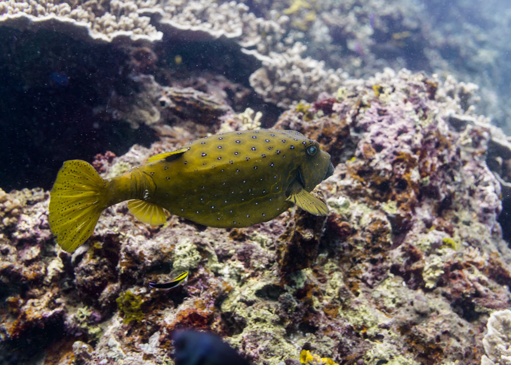 Yellow Boxfish