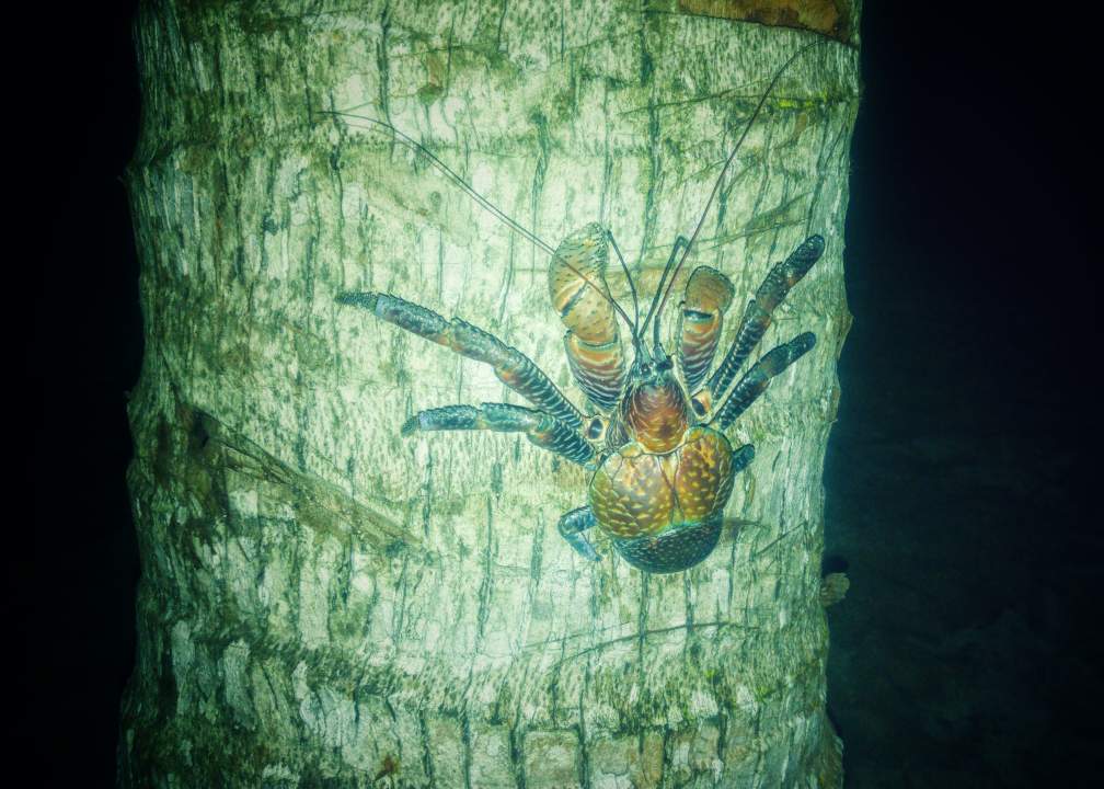 Coconut Crab