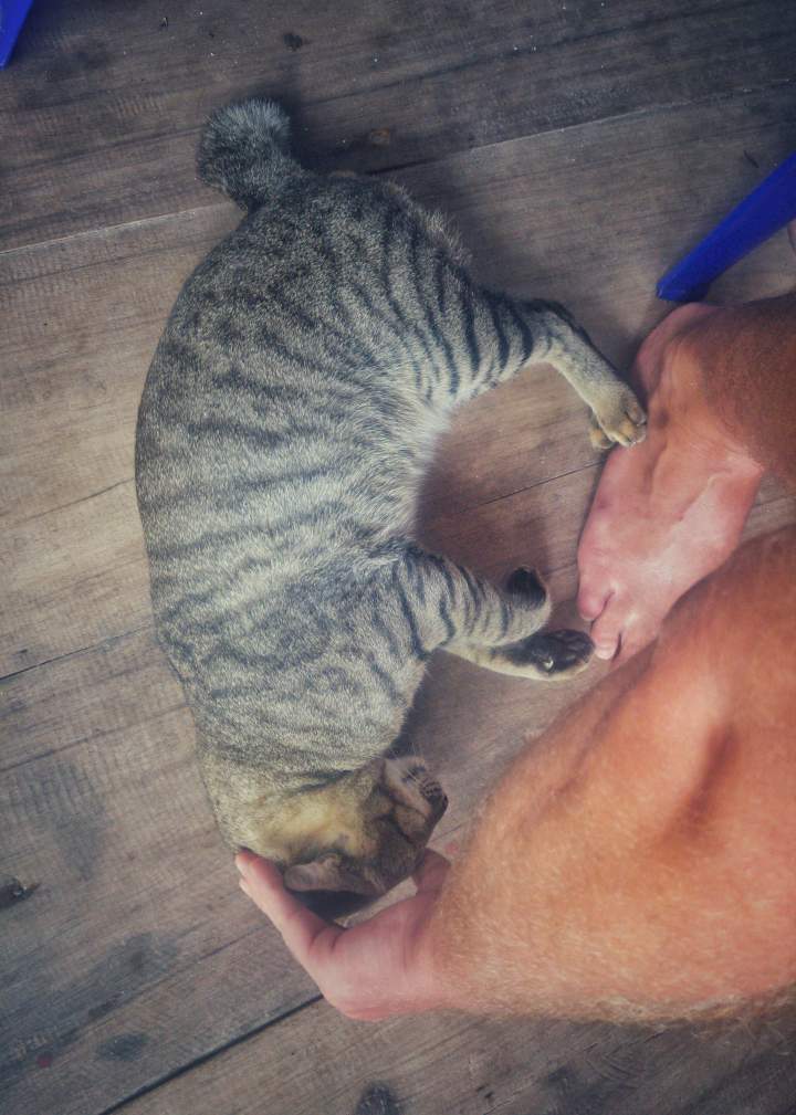 Gigantische Katzen. Schuhgröße 46 als Vergleich