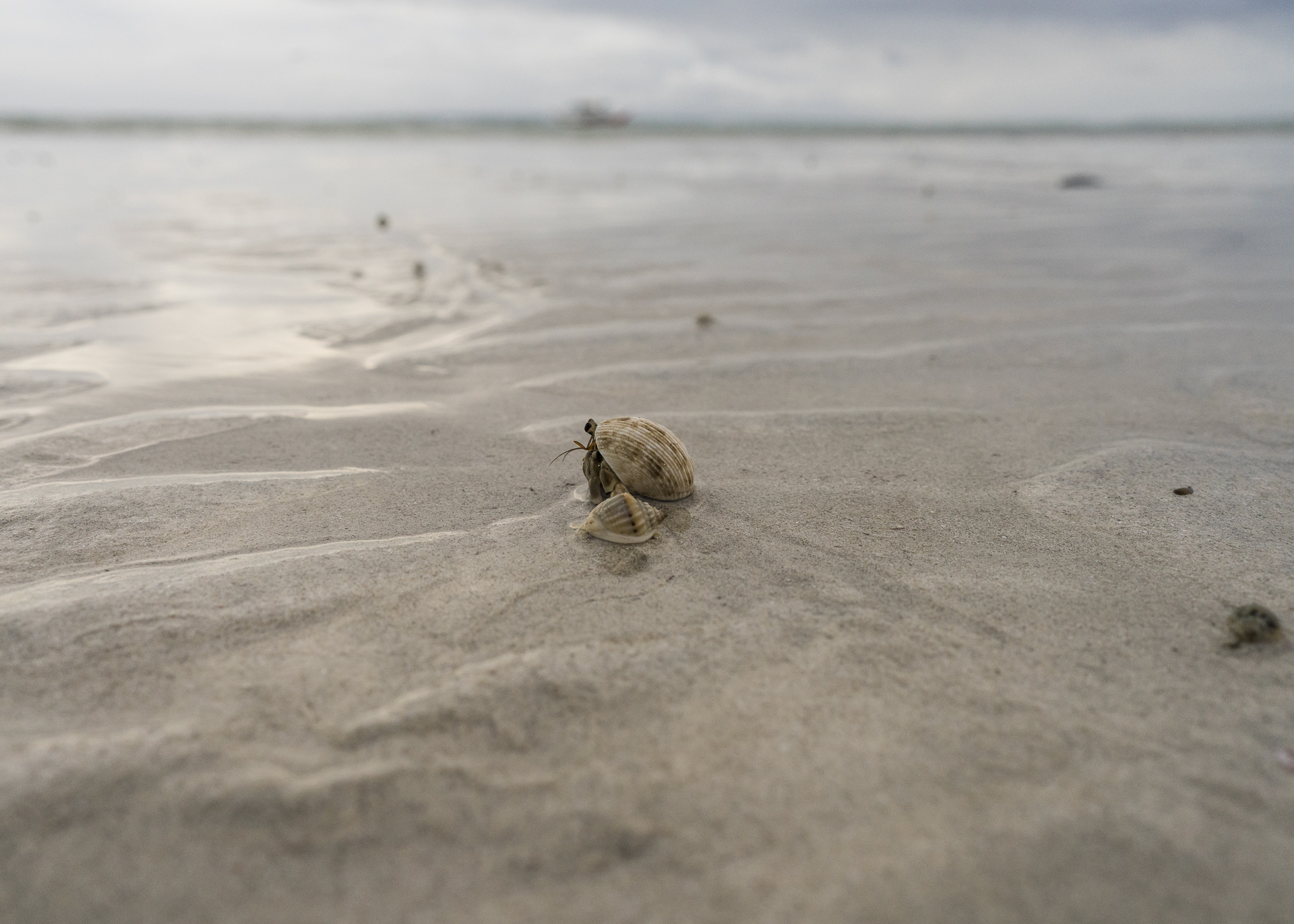 Mr Crabs auf der Suche nach dem perfekten Strand