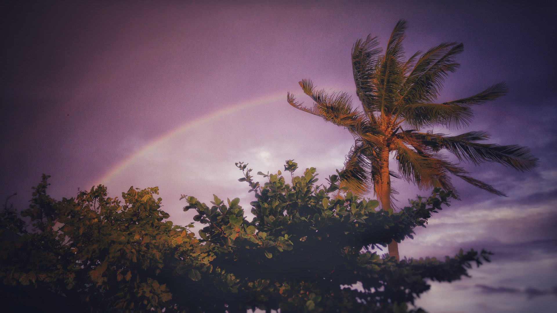Regenbogen über einer Palme nach einem Schauer