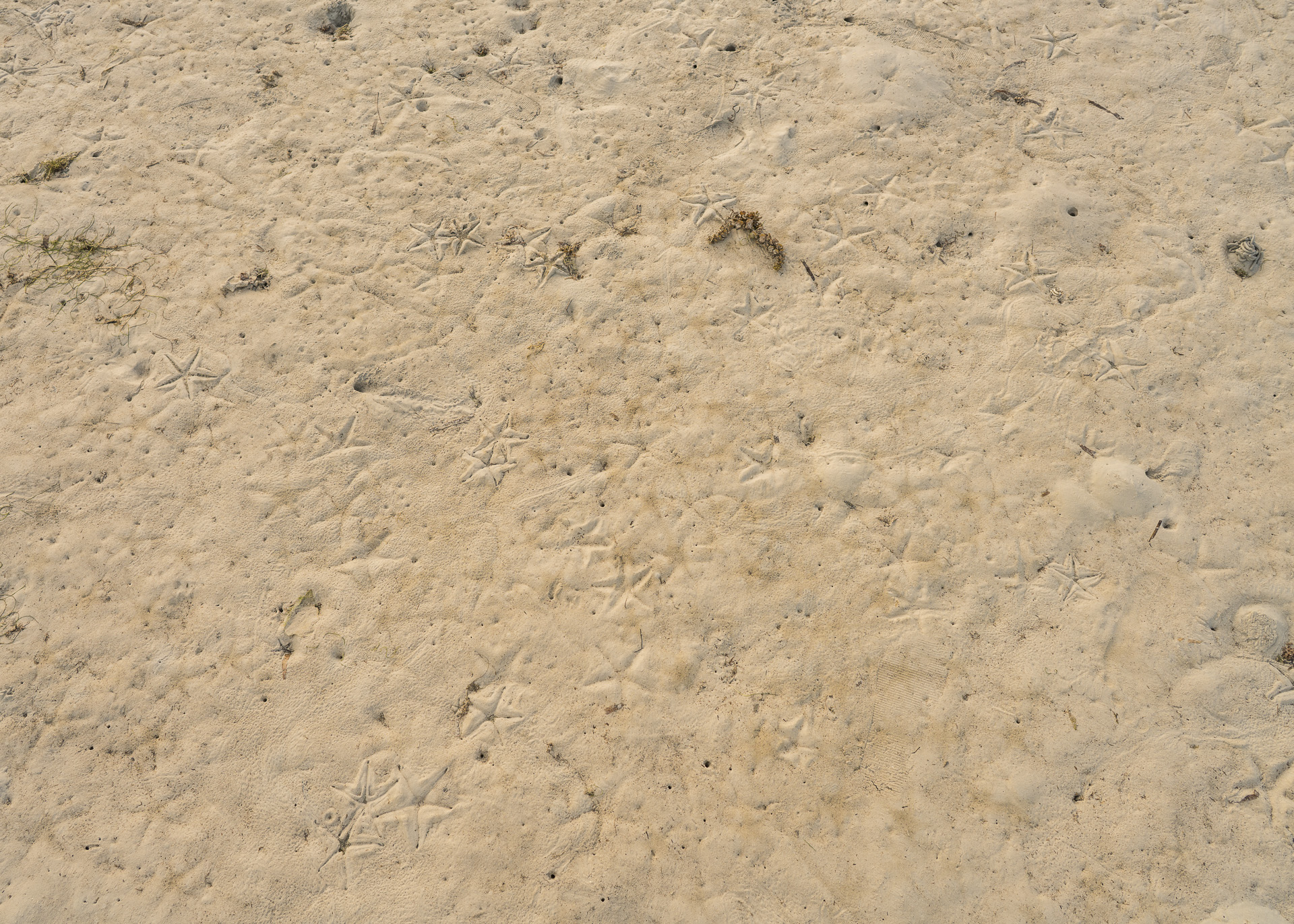 Seesterne verstecken sich bei Ebbe