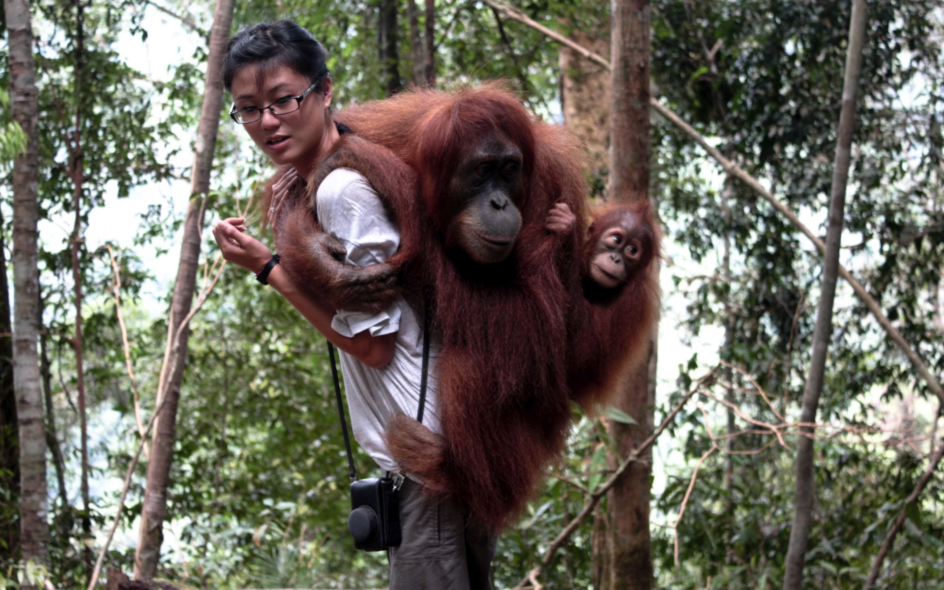 Bukit Lawang