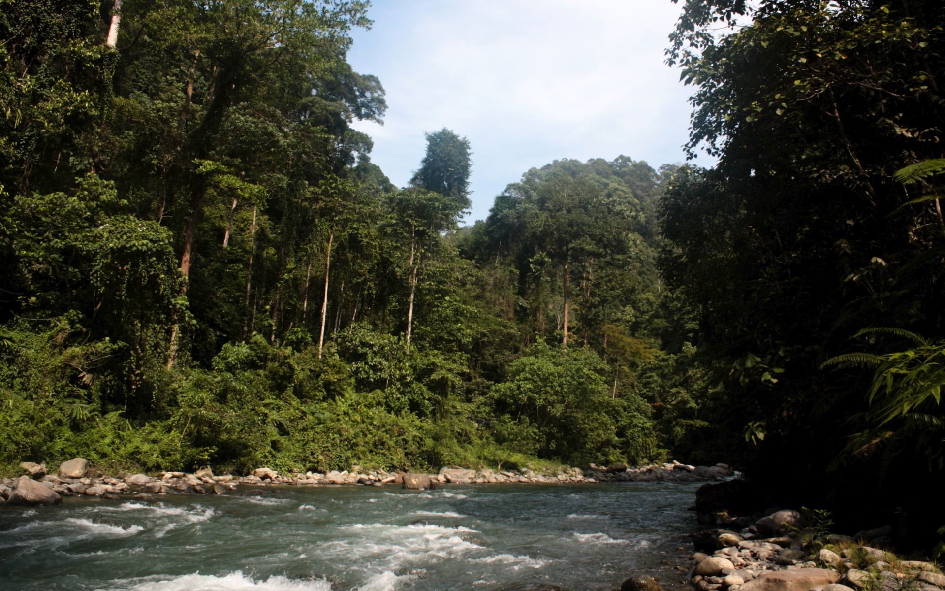 Bukit Lawang